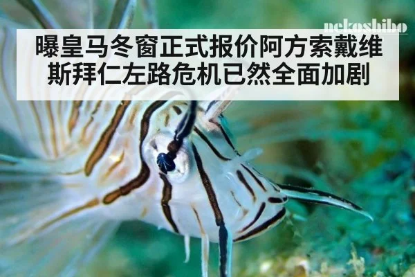 曝皇马冬窗正式报价阿方索戴维斯拜仁左路危机已然全面加剧